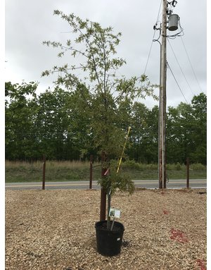 Oak, Quercus phellos 'Willow Oak' 15G NATIVE