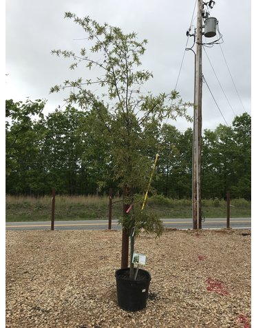 Oak, Quercus phellos 'Willow Oak' 15G NATIVE