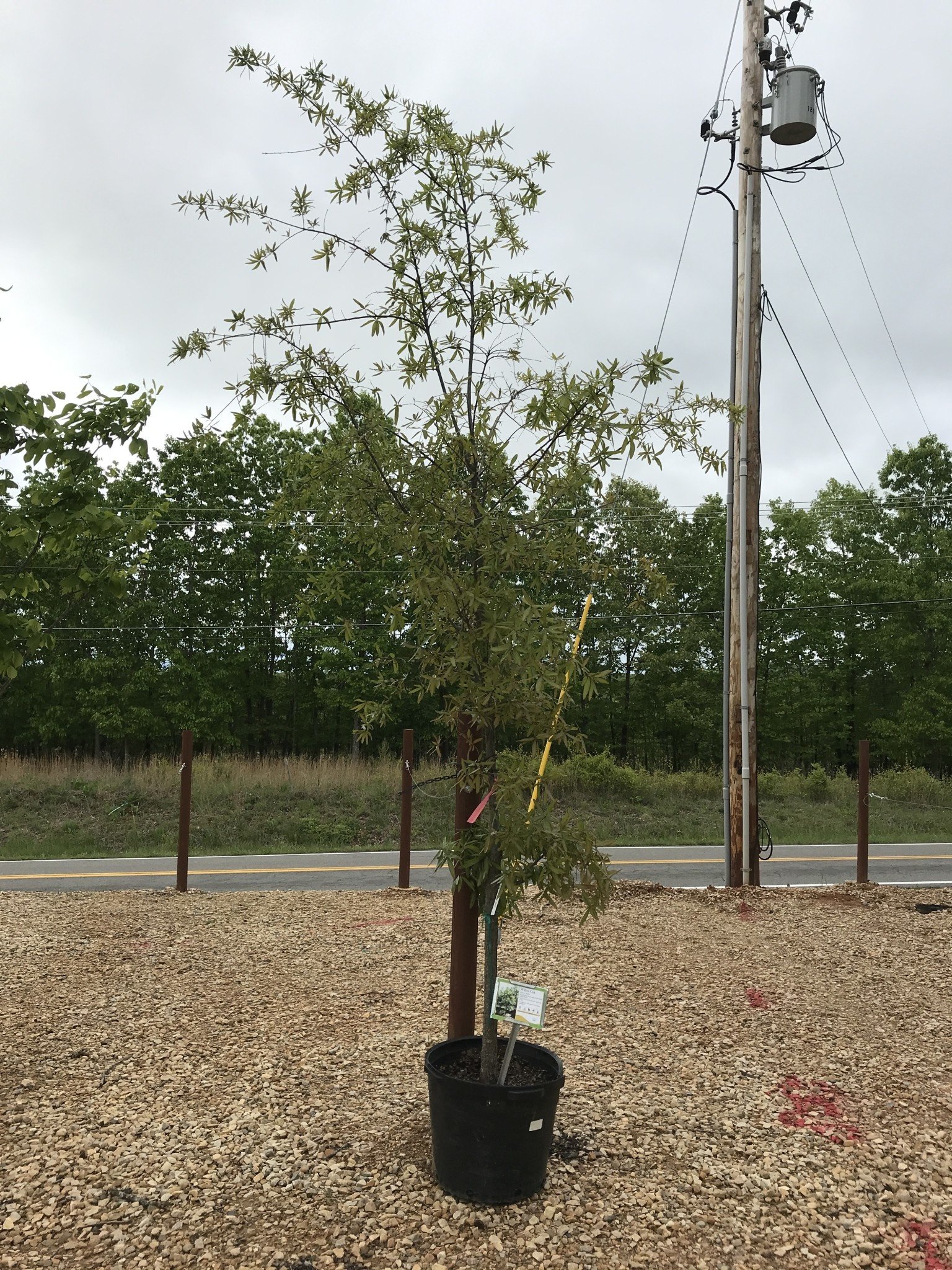 Oak, Quercus phellos 'Willow Oak' 15G NATIVE