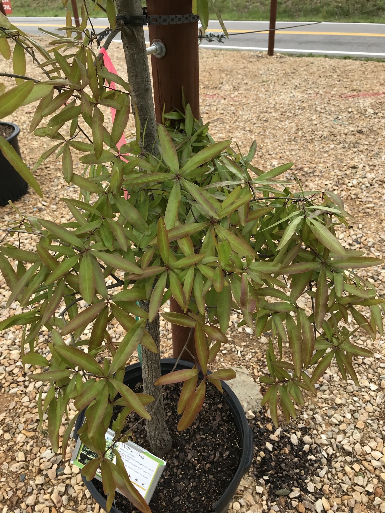 Oak, Quercus phellos 'Willow Oak' 15G NATIVE