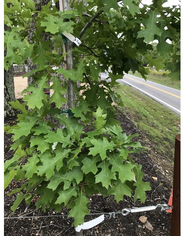 Quercus shumardii 15G Shumard Oak, NATIVE OAK