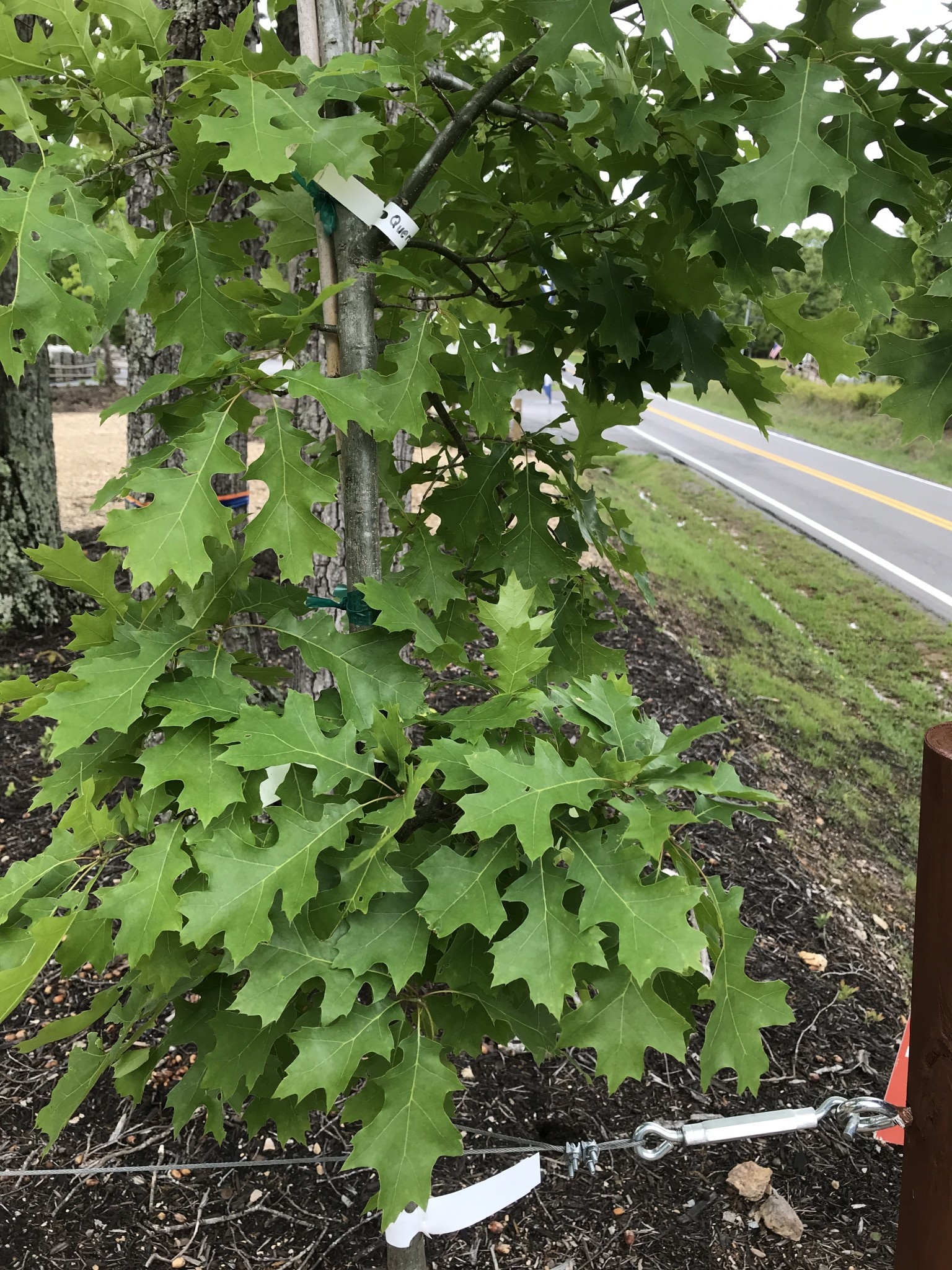 Quercus shumardii 15G Shumard Oak, NATIVE OAK