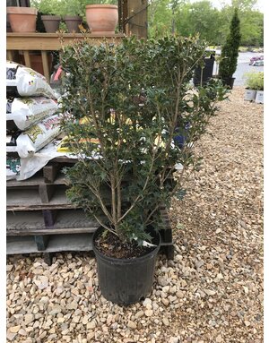 Holly, Gulftide, Osmanthus heterophyllus 'Gulftide' 5G DEER RESISTENT HEDGE