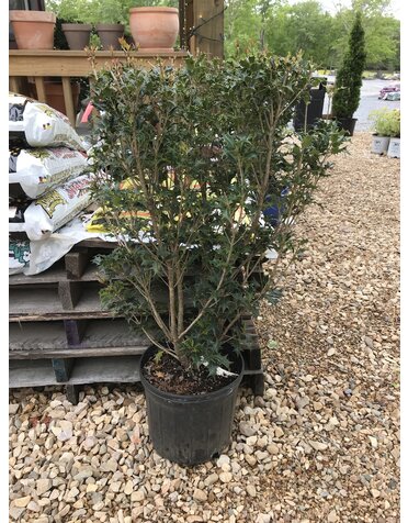 Holly, Gulftide, Osmanthus heterophyllus 'Gulftide' 5G DEER RESISTENT HEDGE