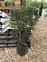 False Holly, Osmanthus heterophyllus 'Gulftide' 5G