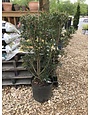 Holly, Gulftide, Osmanthus heterophyllus 'Gulftide' 5G DEER RESISTENT HEDGE