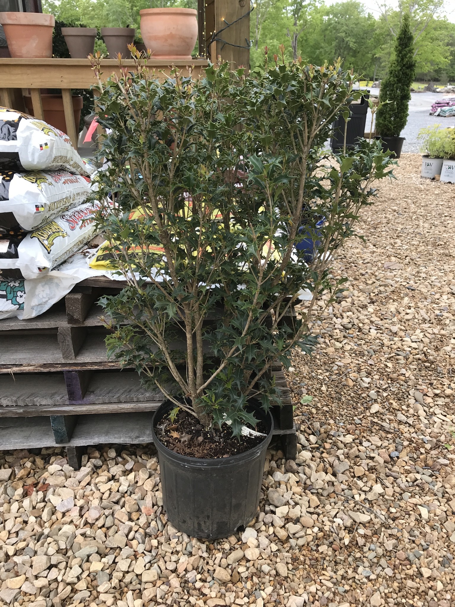 Holly, Gulftide, Osmanthus heterophyllus 'Gulftide' 5G DEER RESISTENT HEDGE