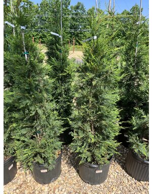 Cypress, Cupressus × leylandii 'Leyland' 15G OC