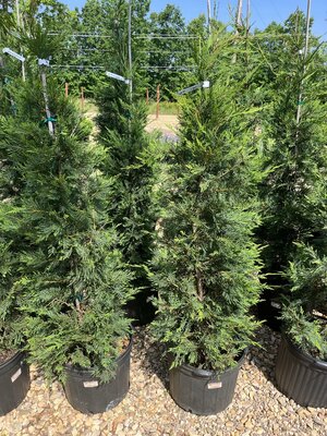 Cypress, Cupressus Ã— leylandii 'Leyland' 15G OC