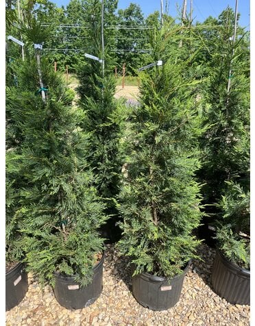 Cypress, Cupressus × leylandii 'Leyland' 15G OC