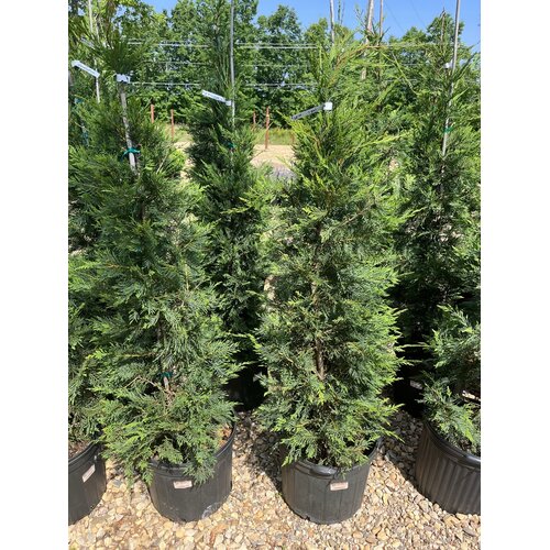 Cypress, Cupressus Ã— leylandii 'Leyland' 15G OC