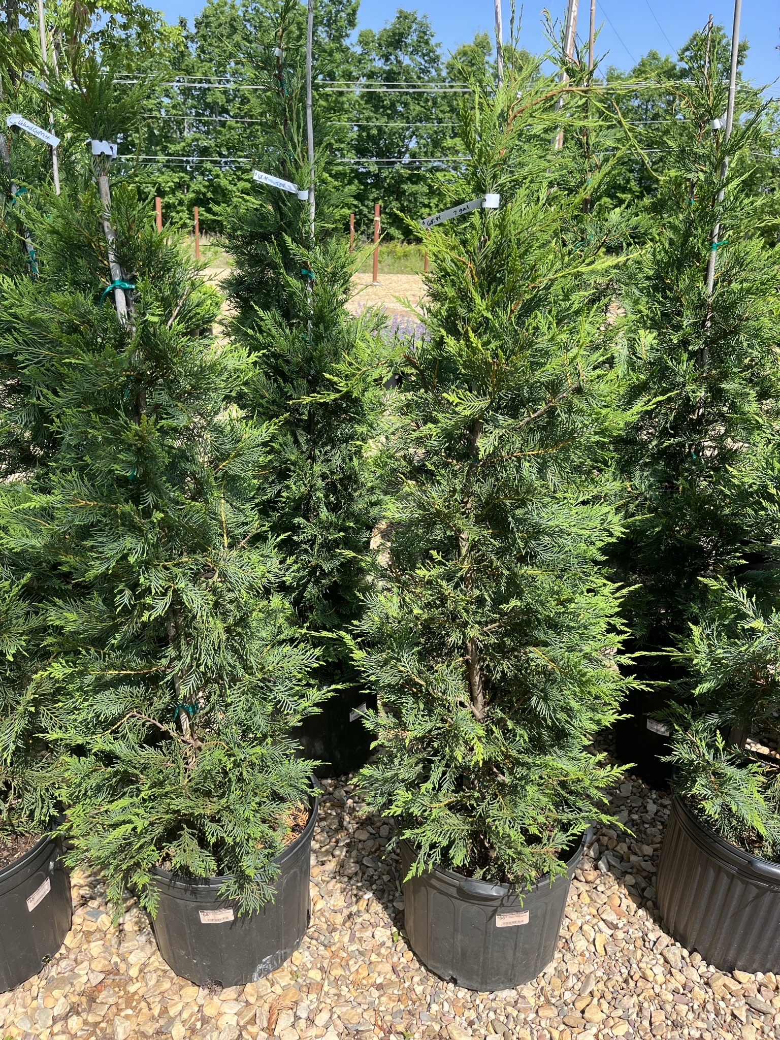 Cypress, Cupressus × leylandii 'Leyland' 15G OC
