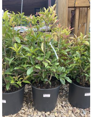 Sweet Olive, Osmanthus fragrans 'Fragrant Tea Olive' 3G