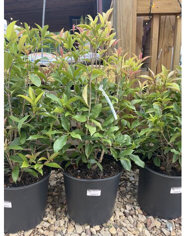 Sweet Olive, Osmanthus fragrans 'Fragrant Tea Olive' 3G