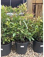Sweet Olive, Osmanthus fragrans 'Fragrant Tea Olive' 3G