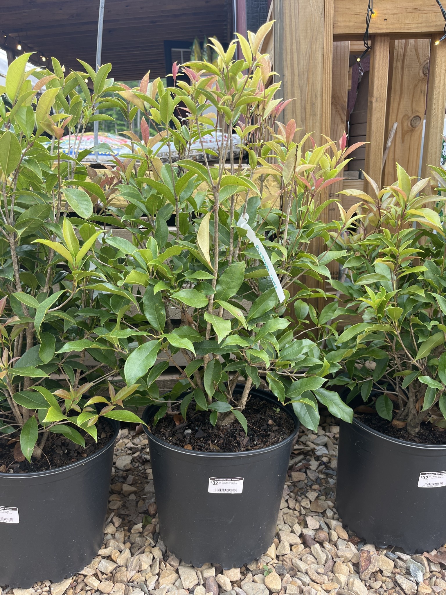 Sweet Olive, Osmanthus fragrans 'Fragrant Tea Olive' 3G