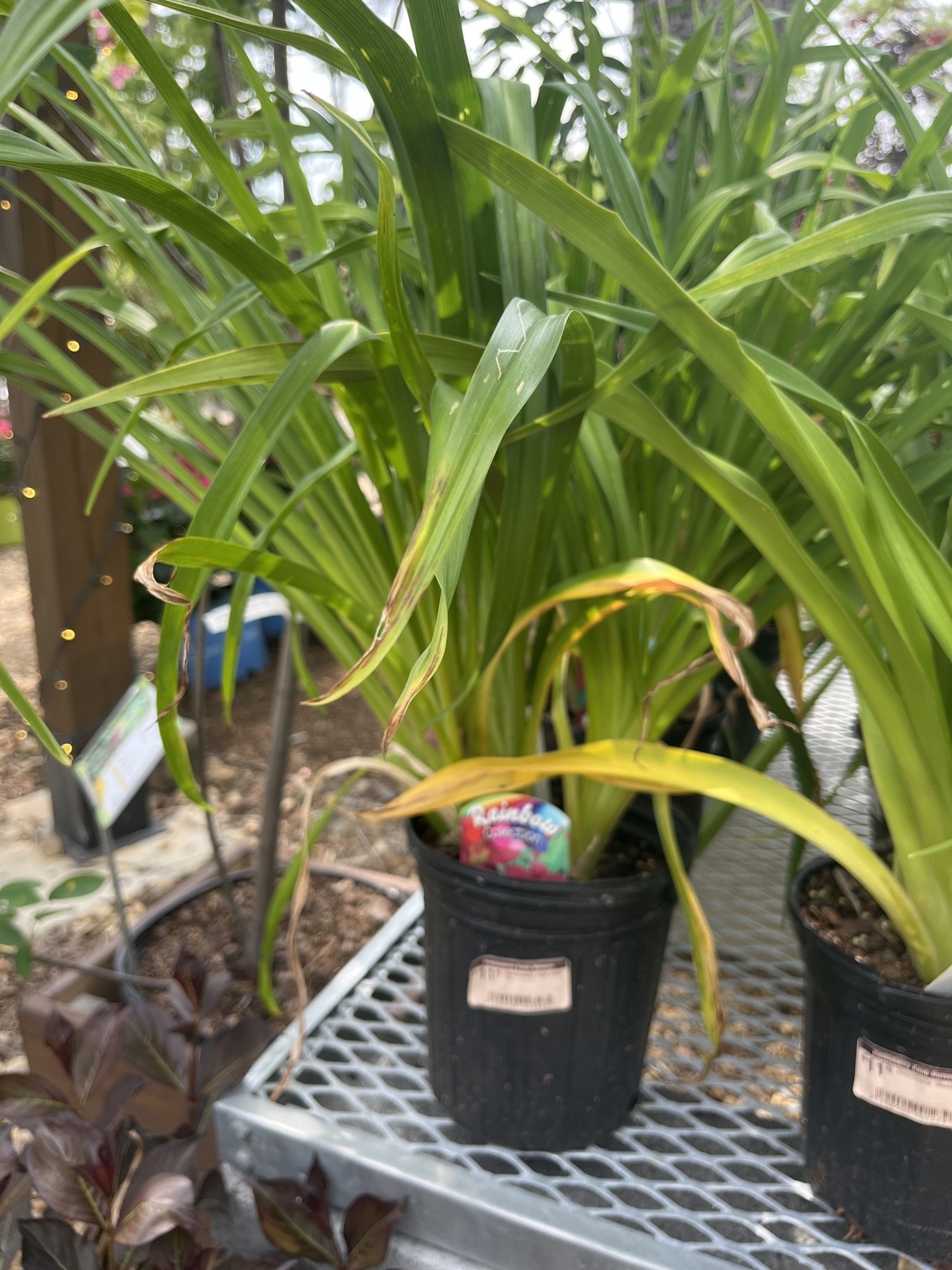Daylily Hemerocallis 'Ruby stella' 1G