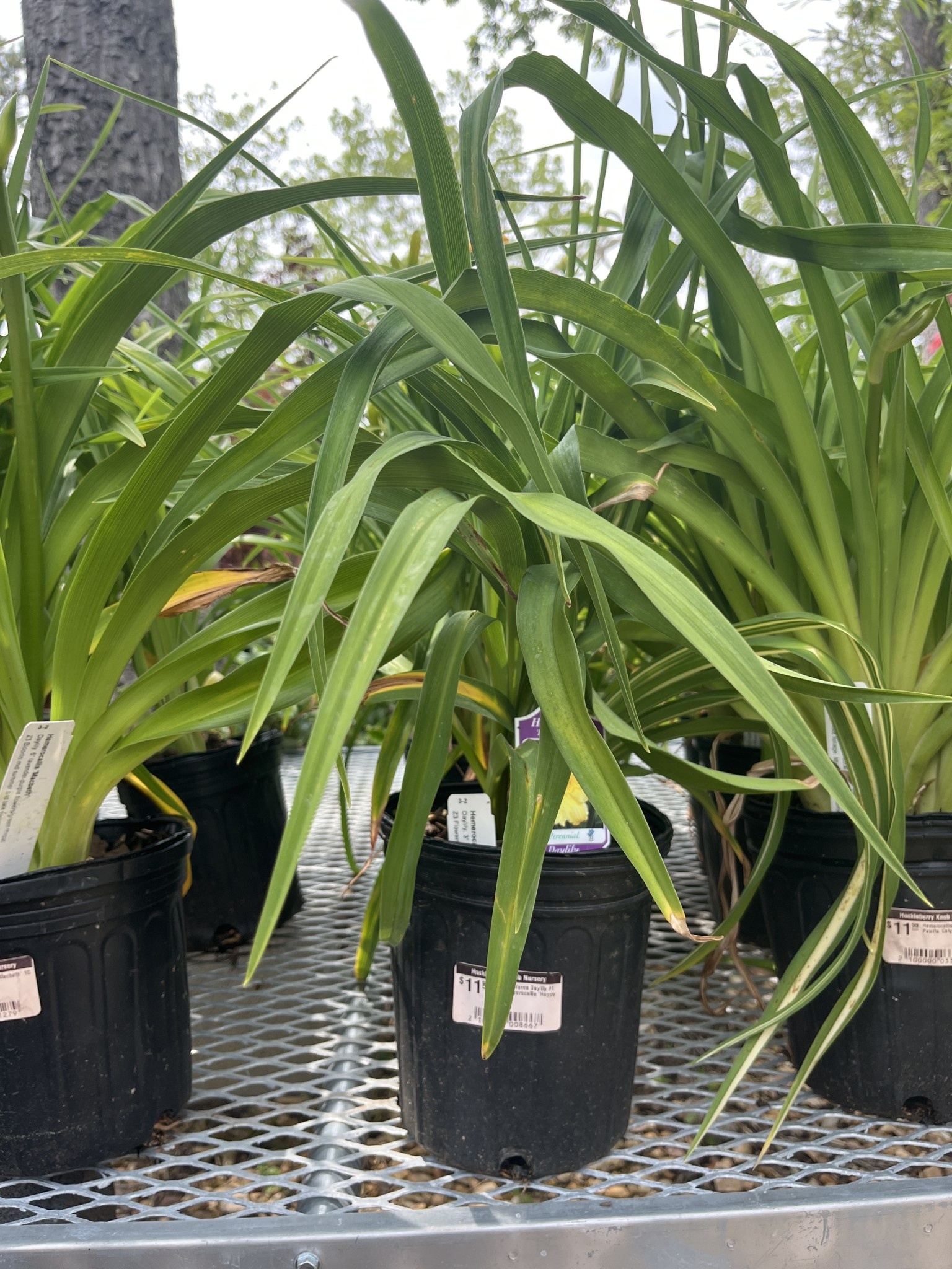 Daylily, Hemerocallis 'Happy Returns' 1G