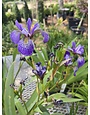 Iris, Iris versicolor 'Northern Blue Flag' 1G NATIVE