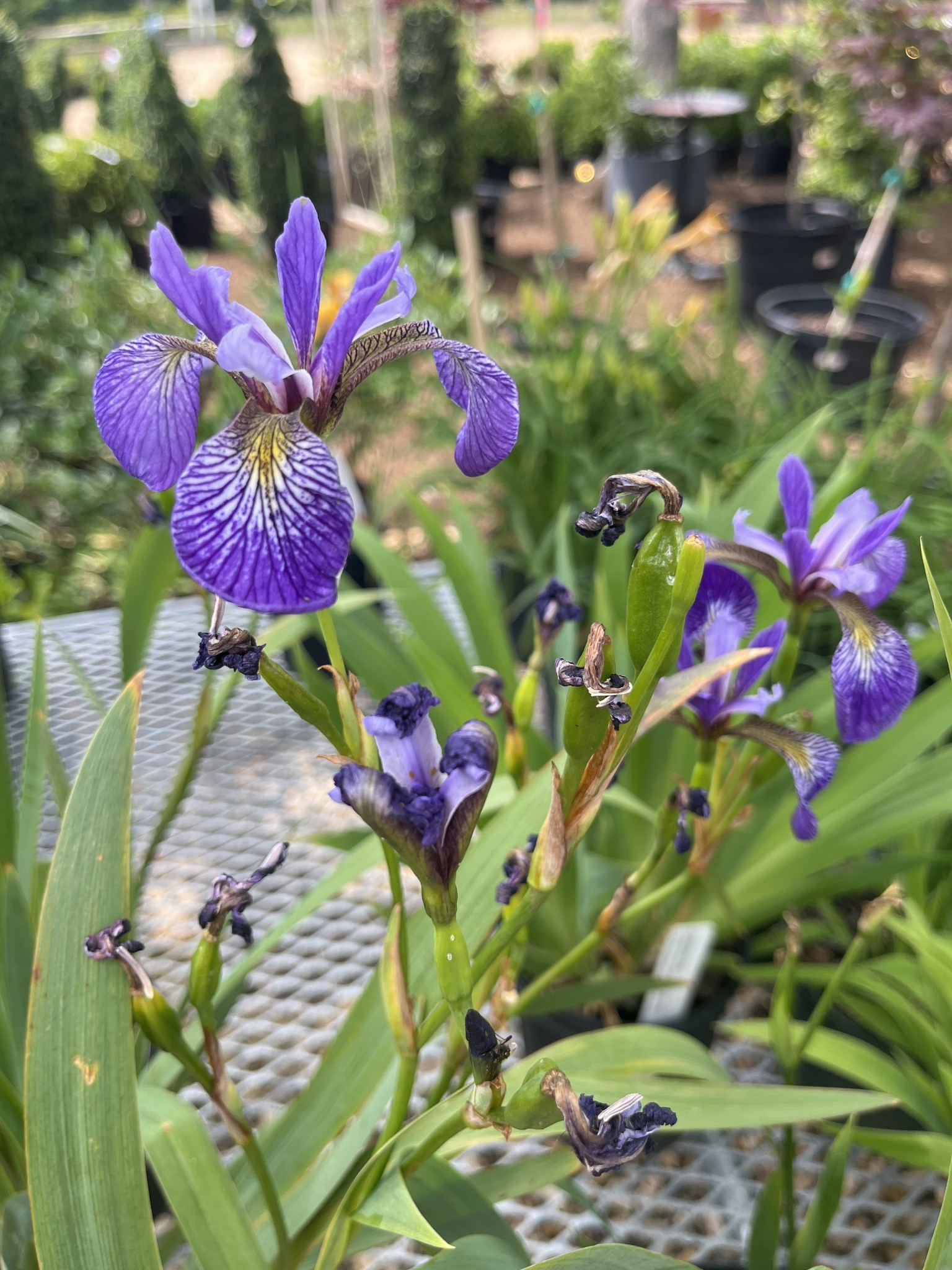 Iris, Iris versicolor 'Northern Blue Flag' 1G NATIVE