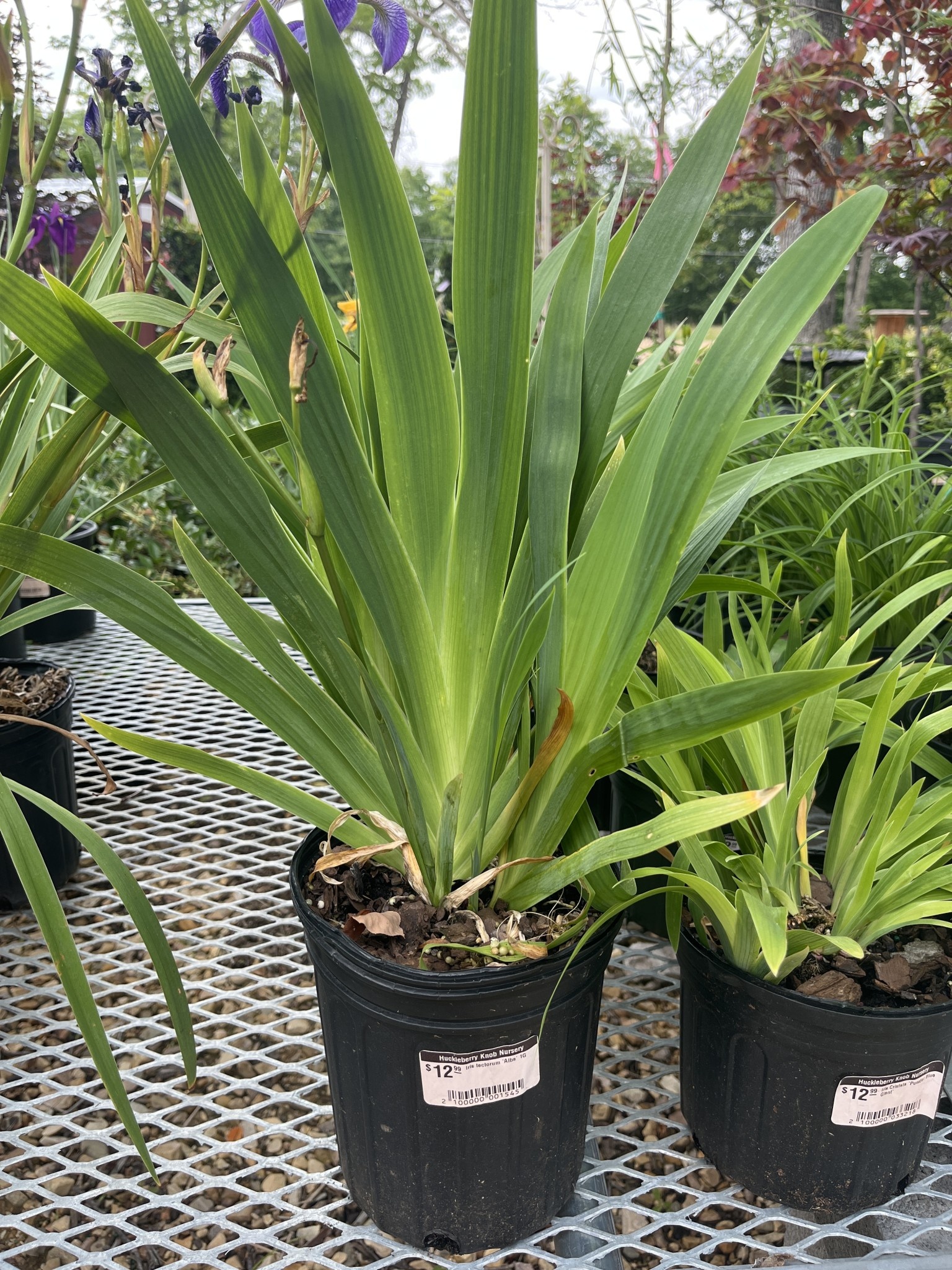 Iris tectorum 'Alba' 1G -native