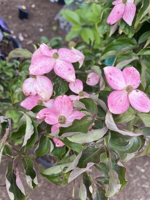 Dogwood, Cornus kousa 'Rutpink' Scarlet FireÂ® 10G