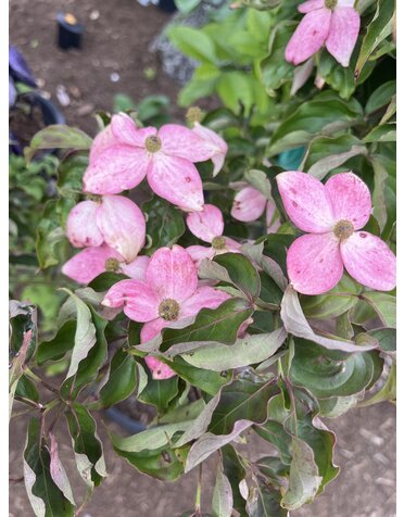 Dogwood, Cornus kousa 'Rutpink' Scarlet FireÂ® 10G