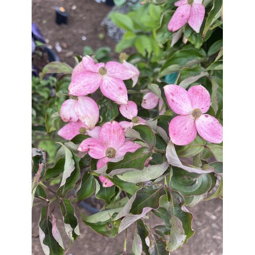 Dogwood, Cornus kousa 'Rutpink' Scarlet FireÂ® 10G