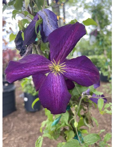 Proven Winner Clematis Happy Jack® Purple PP20343 PW® CC® 1.5 Gallon VINES