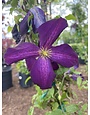 Proven Winner Clematis Happy Jack® Purple PP20343 PW® CC® 1.5 Gallon VINES