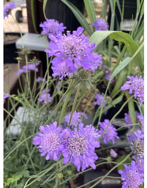 Pincushion Flower, Scabiosa columbaria 'Butterfly Blue' 4Q