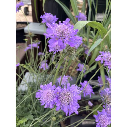Pincushion Flower, Scabiosa columbaria 'Butterfly Blue' 4Q