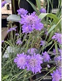 Scabiosa columbaria 'Butterfly Blue'  4 qt / 1G