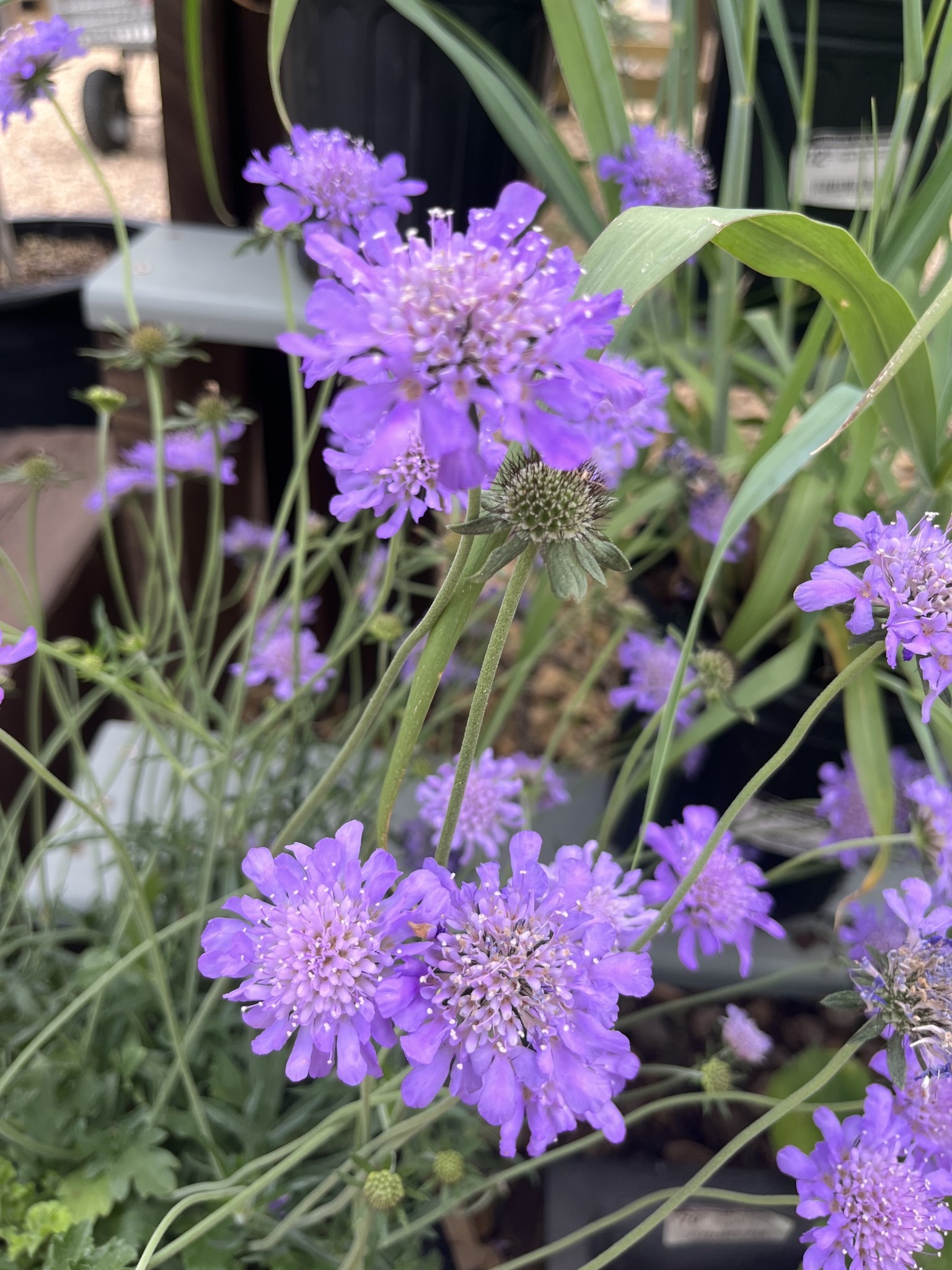 Scabiosa columbaria 'Butterfly Blue'  4 qt / 1G