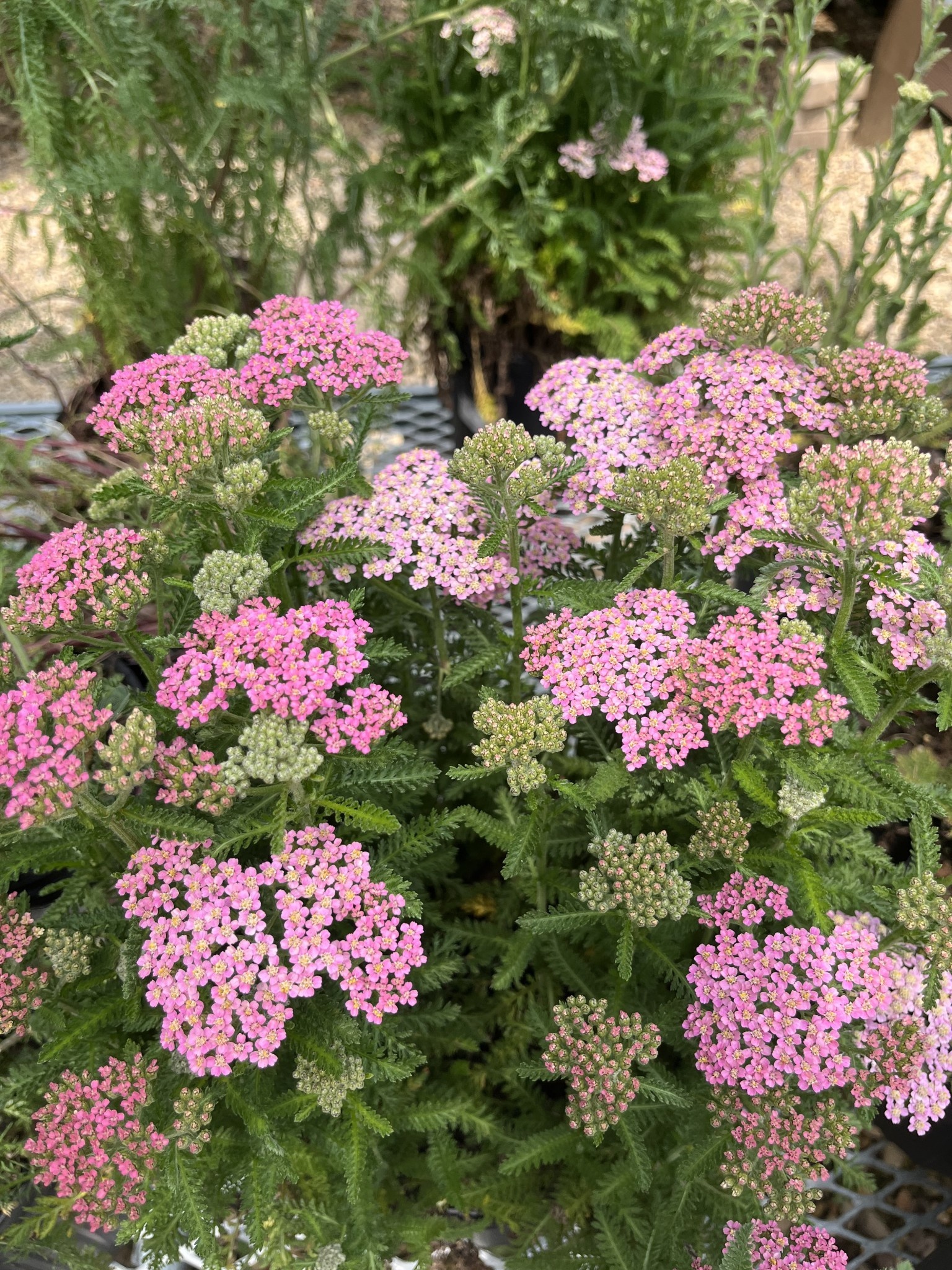 Achillea Millefolium, Milly Rock Rose PP31620 4Qt