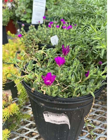 Delosperma 1G