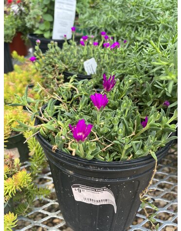 Ice Plant, Delosperma cooperi 'Hardy Ice Plant' 1G