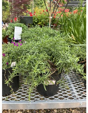 Aster, Symphyotrichum ericoides 'Snow Flurry' Heath Aster 1G NATIVE
