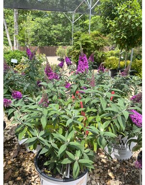 Pugster Butterfly Bush, Buddleia x 'SMNBDB' Pugster Pinker® 3G