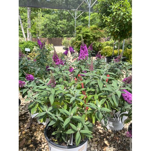 Pugster Butterfly Bush, Buddleia x 'SMNBDB' Pugster PinkerÂ® 3G