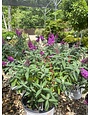 Pugster Butterfly Bush, Buddleia x 'SMNBDB' Pugster Pinker® 3G