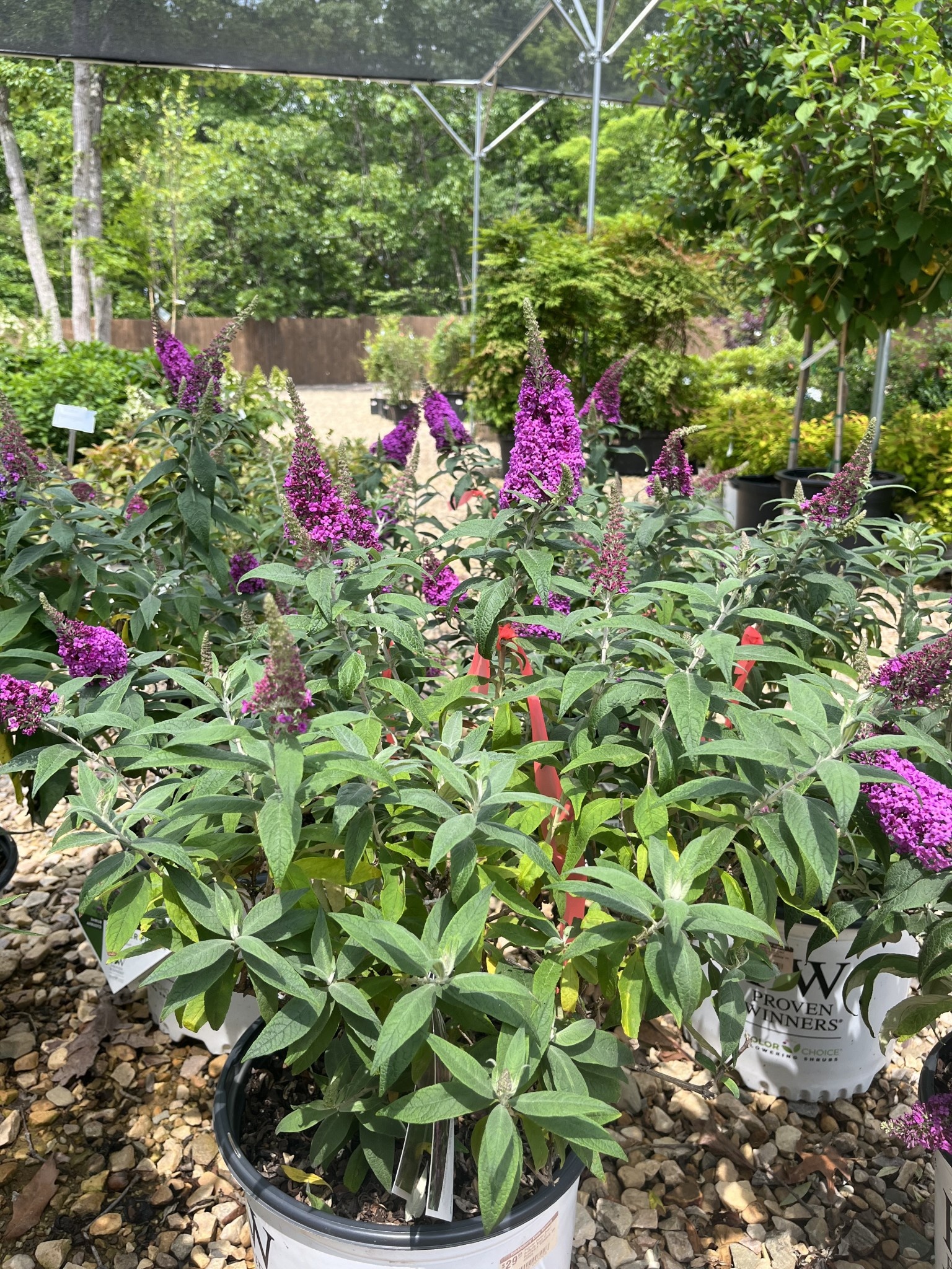 Pugster Butterfly Bush, Buddleia x 'SMNBDB' Pugster Pinker® 3G