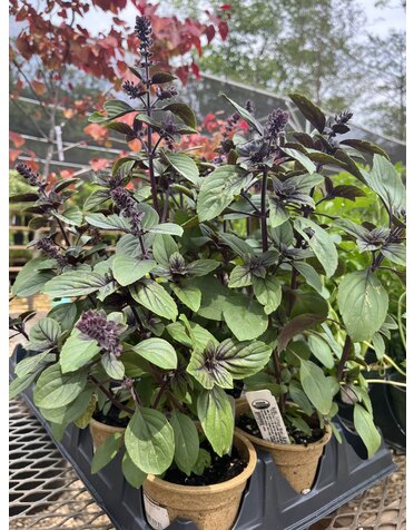 Basil, Ocimum kilimandscharicum x basilicum 'African Blue' 4"