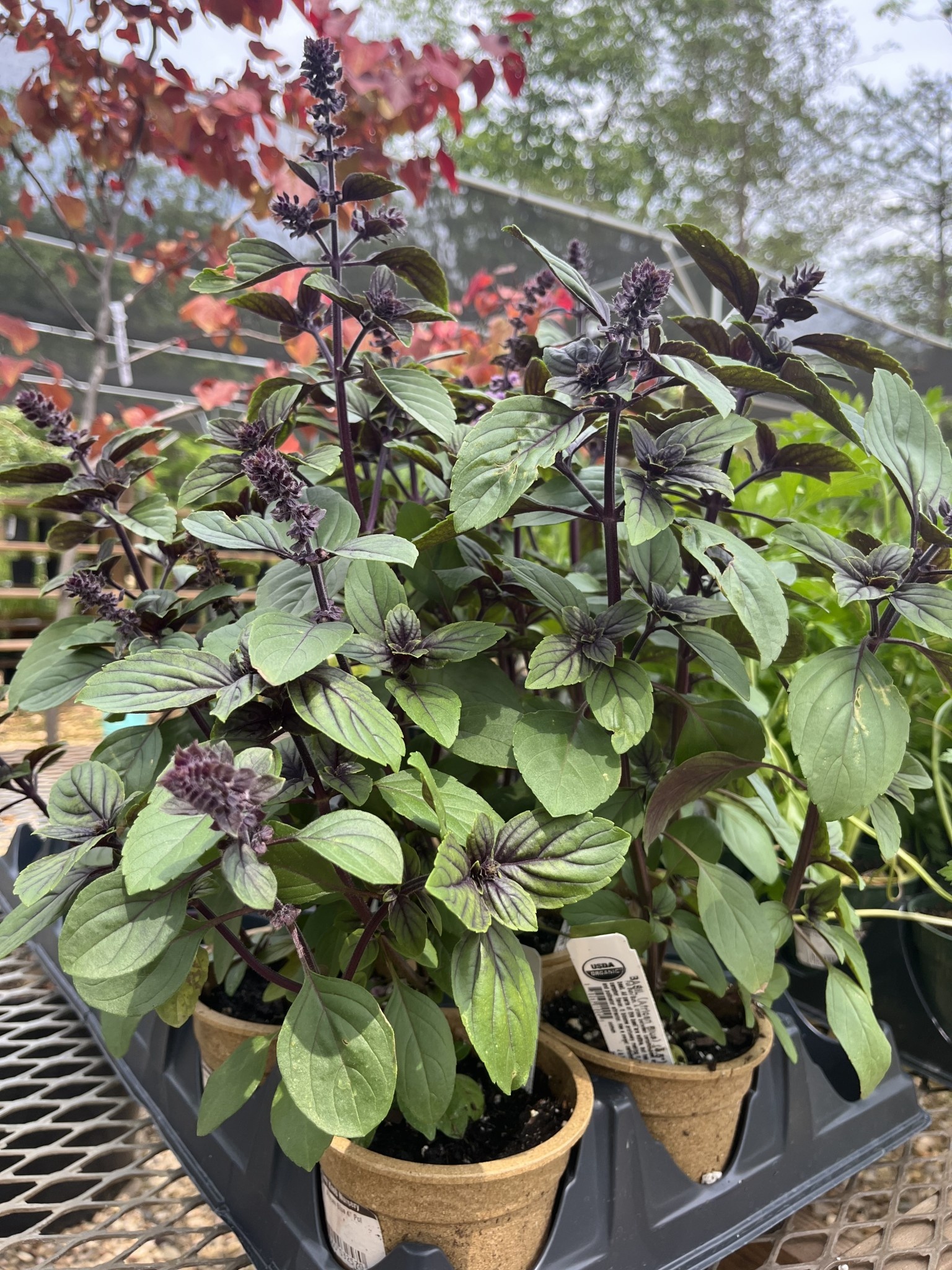 Basil, Ocimum kilimandscharicum x basilicum 'African Blue' 4"
