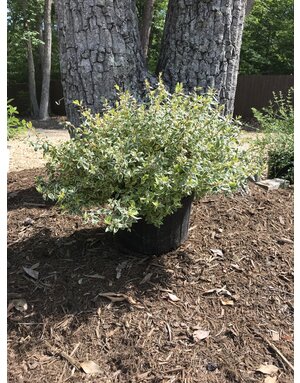Abelia, Abelia x grandiflora 'Radiance' 3G