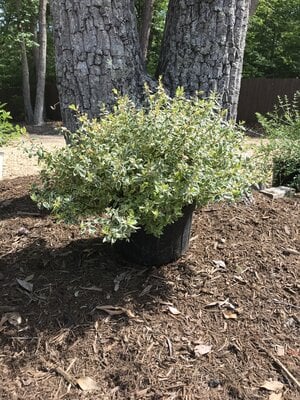 Abelia, Abelia x grandiflora 'Radiance' 3G