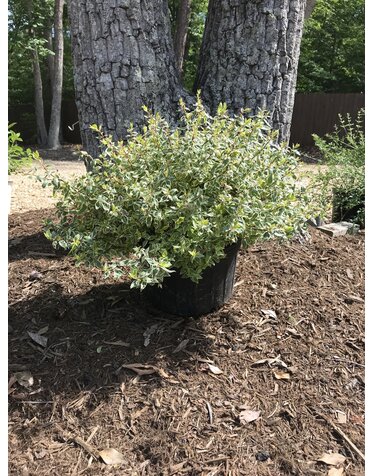 Abelia, Abelia x grandiflora 'Radiance' 3G