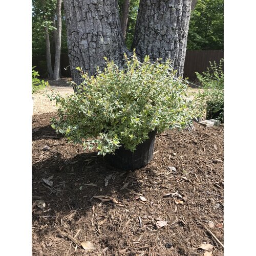 Abelia, Abelia x grandiflora 'Radiance' 3G