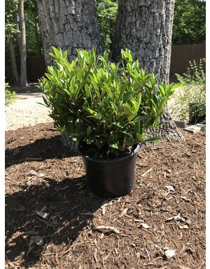 Prunus laurocerasus 'Otto Luyken' Laurel 3G