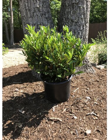 Prunus laurocerasus 'Otto Luyken' Laurel 3G